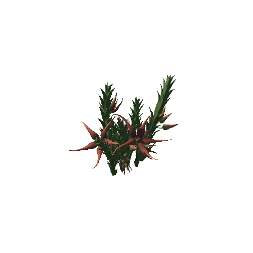 Flower Orbea caudata3